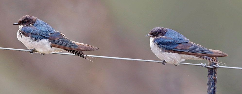 Pearl-breasted Swallow